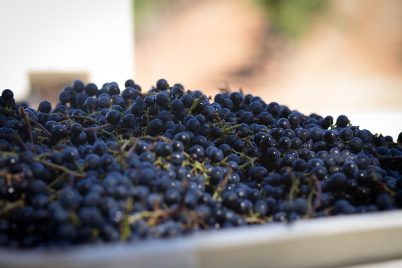 Close up of purple grapes at harvest